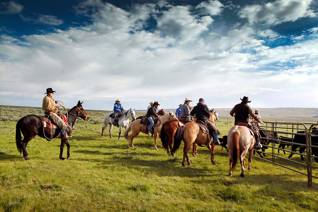 USA, Wyoming, Encampment, cowboys move cattle into a corral for branding, Big Creek Ranch