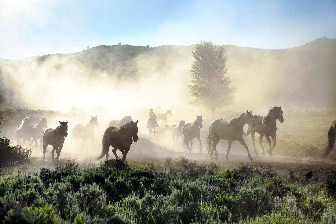 USA, Wyoming, Encampment, Wranglers leading horses to the barn in the early morning