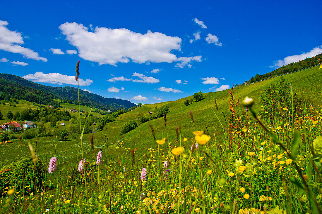 Field of flowers in spring, Krakautal, Styria, Austria