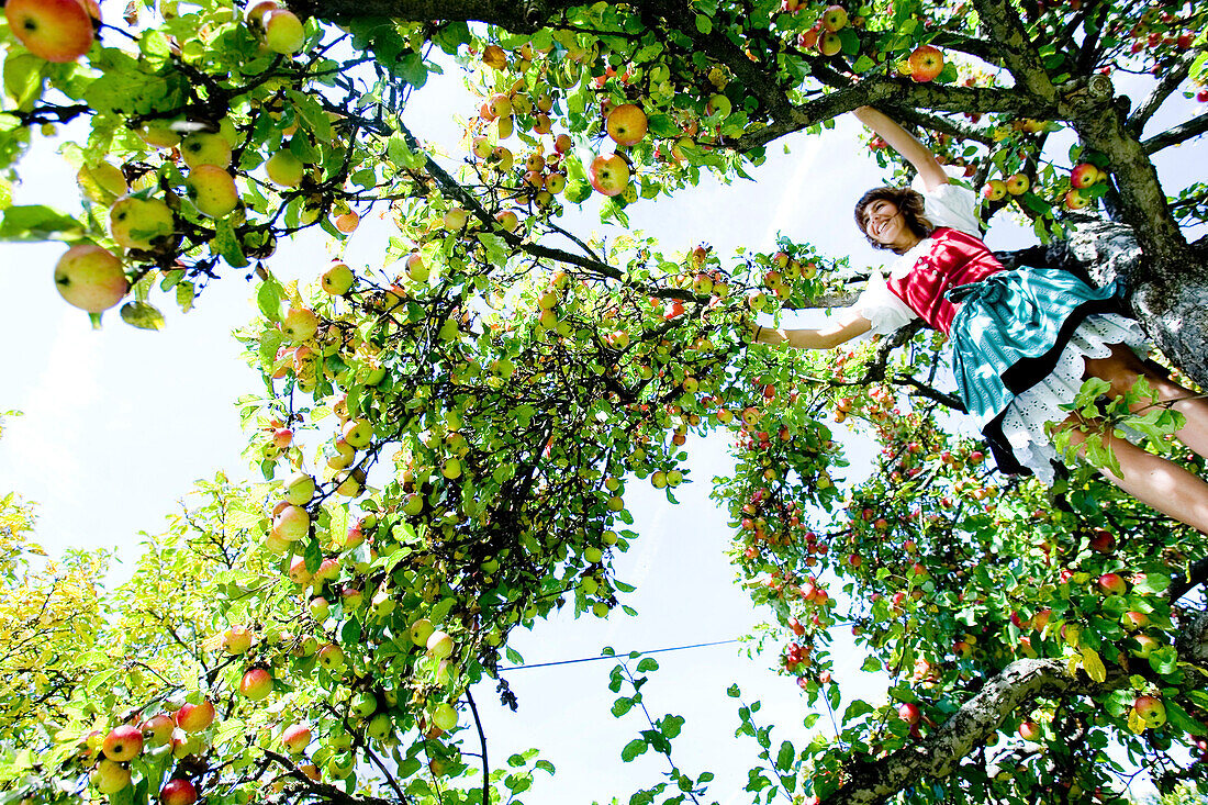 Junge Frau bei der Apfelernte, Steiermark, Österreich
