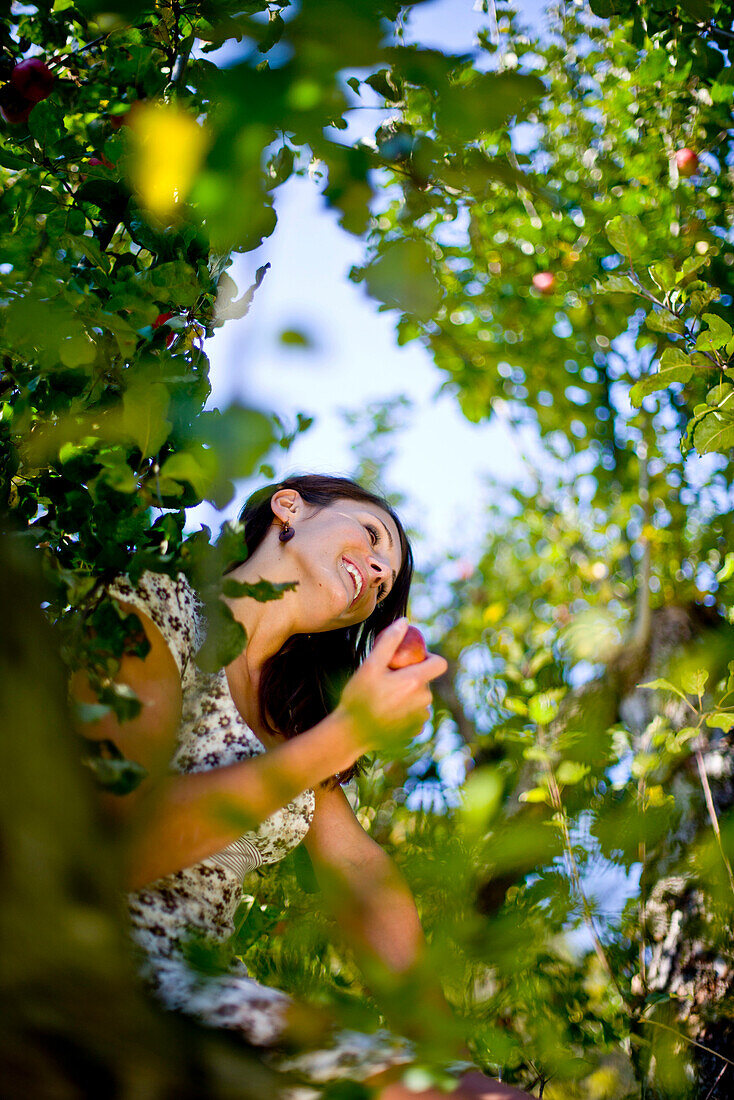 Young woman in an apple tree, Styria, Austria