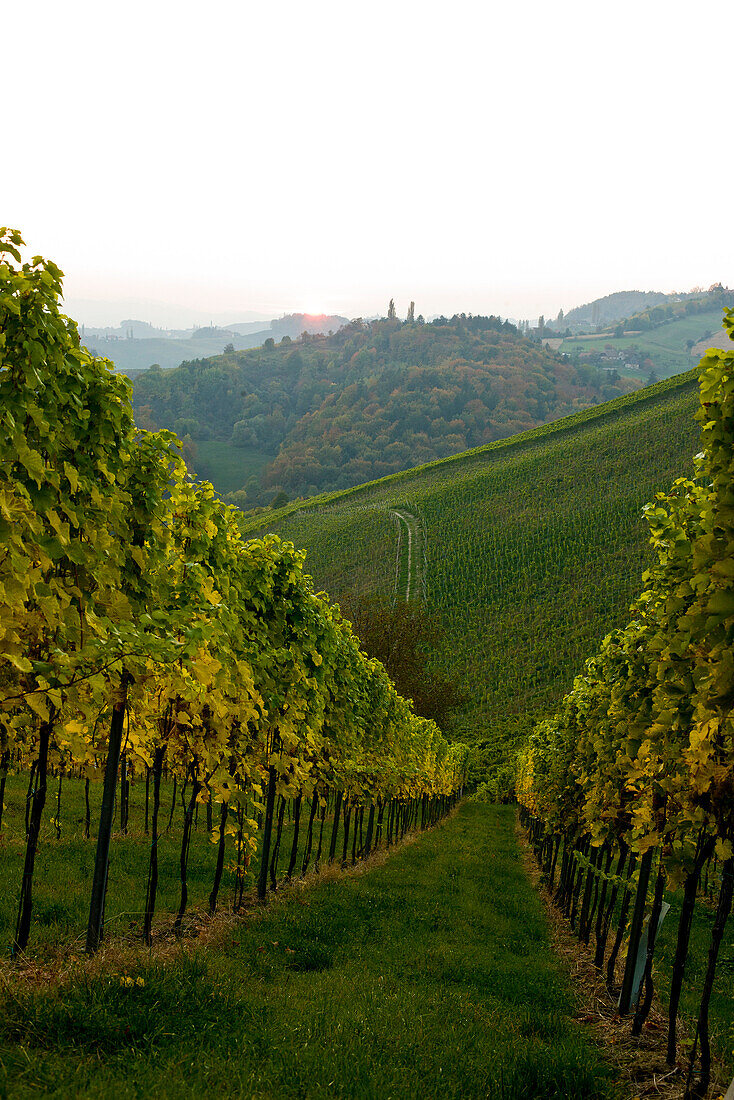 Weinberg im Herbst, Steiermark, Österreich