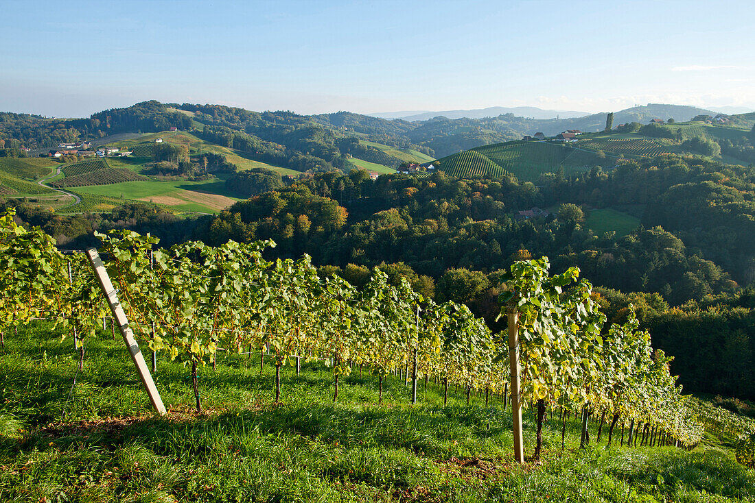 Weinberg im Herbst, Steiermark, Österreich