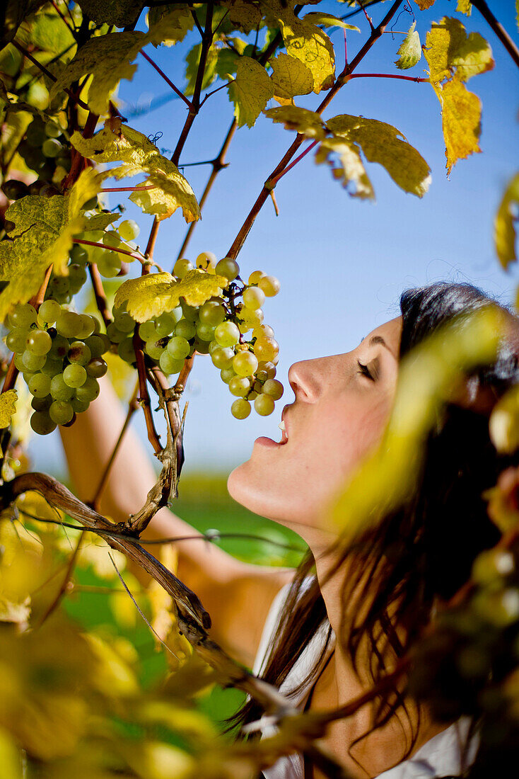 Woman eating wine grapes, Styria, Austria