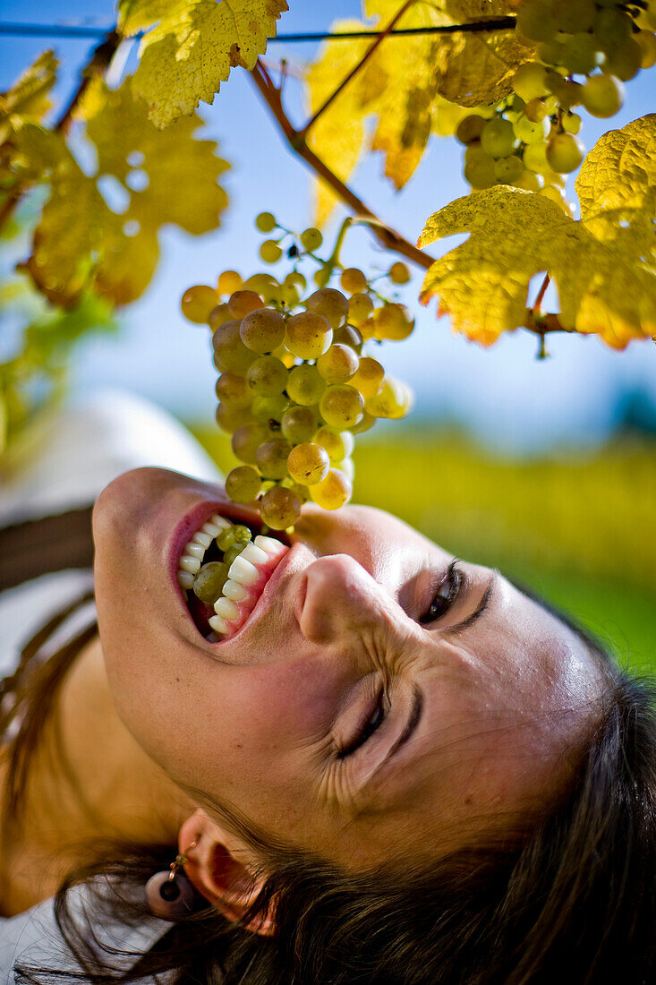 Junge Frau isst Weintrauben von einer Weinrebe, Steiermark, Österreich