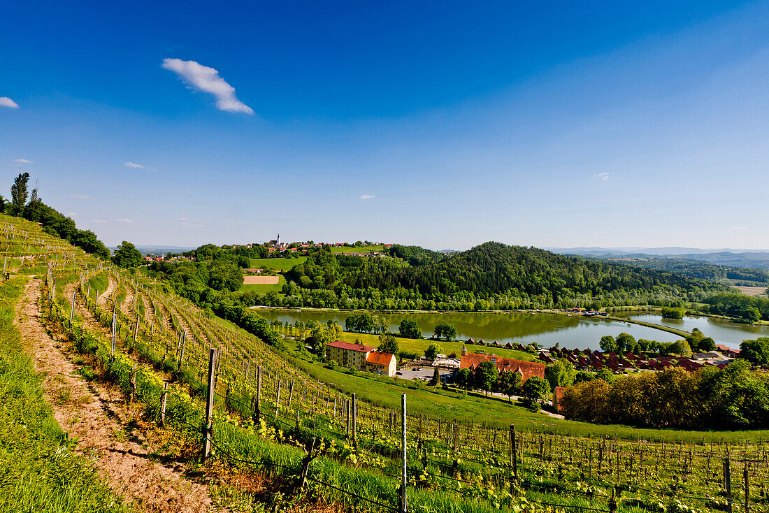 Weinanbau am Silberberg, Steiermark, Österreich
