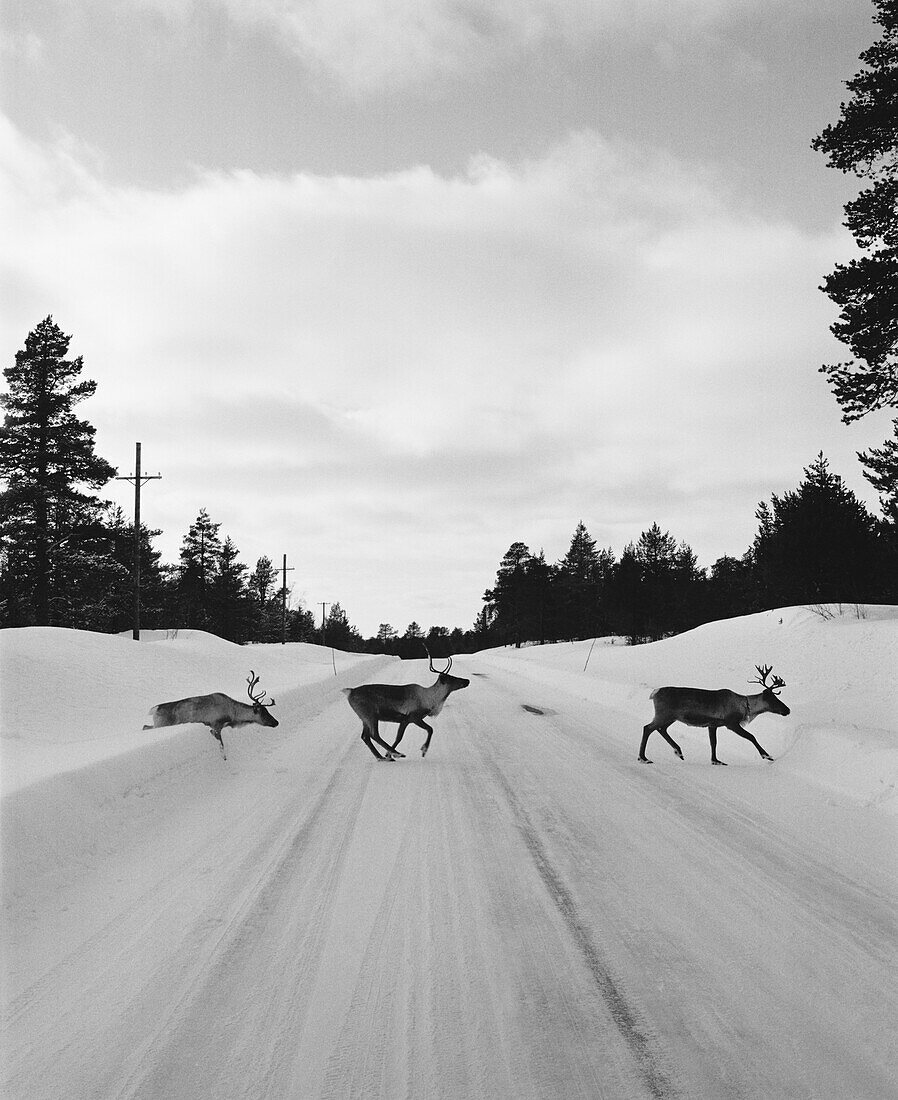 FINLAND, Arctic, reindeers crossing road