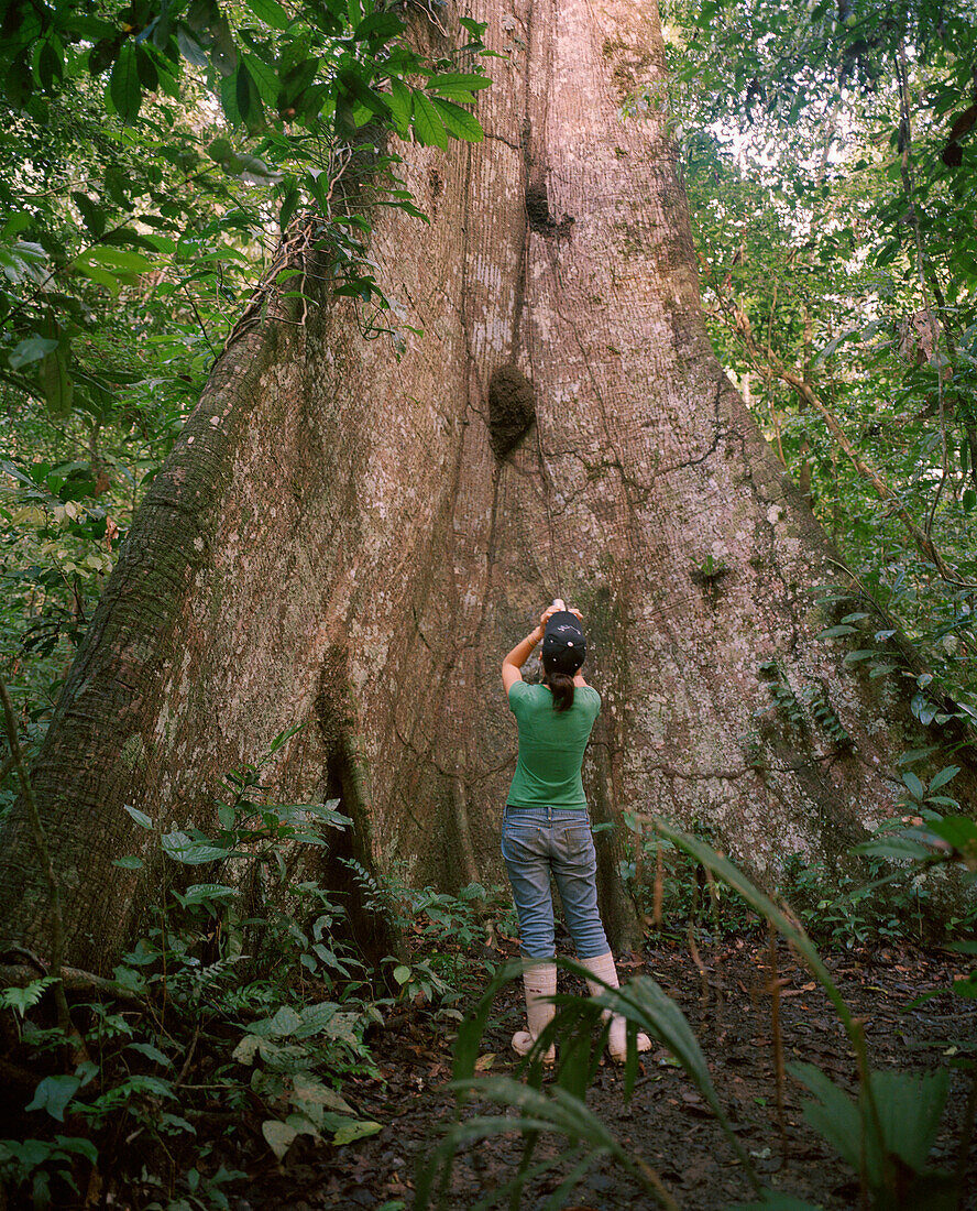 PERU, Amazon Rainforest, South America, Latin America, rear view of a woman taking photograph of a Kapok tree
