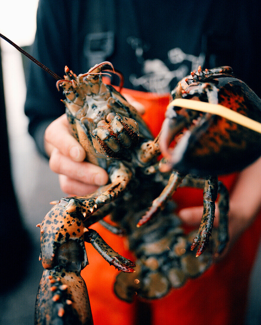 USA, Rhode island, Newport, close-up of man holding lobster
