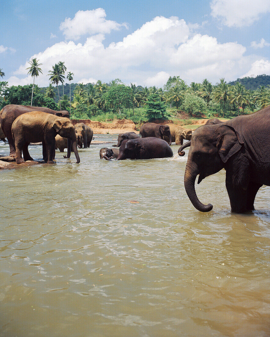 SRI LANKA, Asia, group of elephants in Maha Oya River at Pinnewala