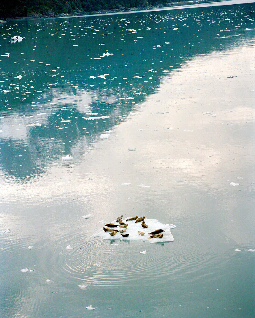 USA, Alaska, seals on ice in Little Glacier Bay