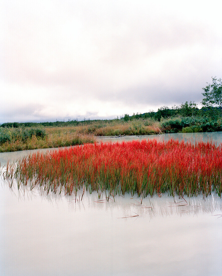 USA, Alaska, Big River Lake, red grass amid lake, Redoubt Bay