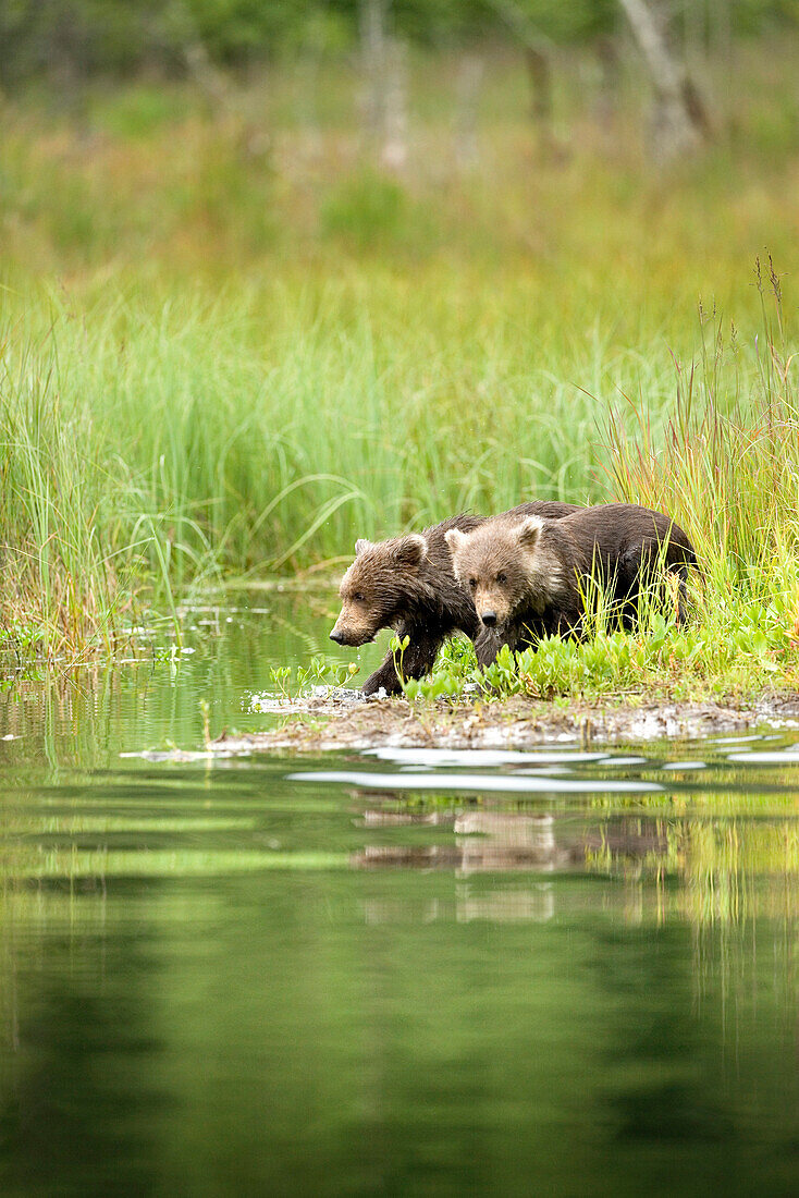 USA, Alaska, brown grizzly bears cubs exploring, Redoubt Bay