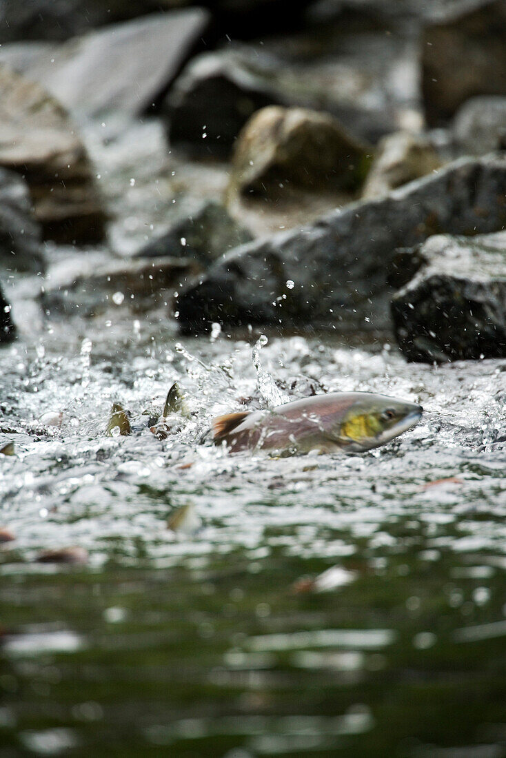 USA, Alaska, Close-up of salmon spawning, Wolverine Cove, Redoubt Bay