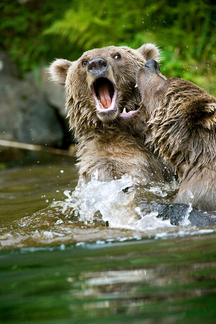 USA, Alaska, two brown grizzly bears wrestling, Wolverine Cove, Redoubt Bay