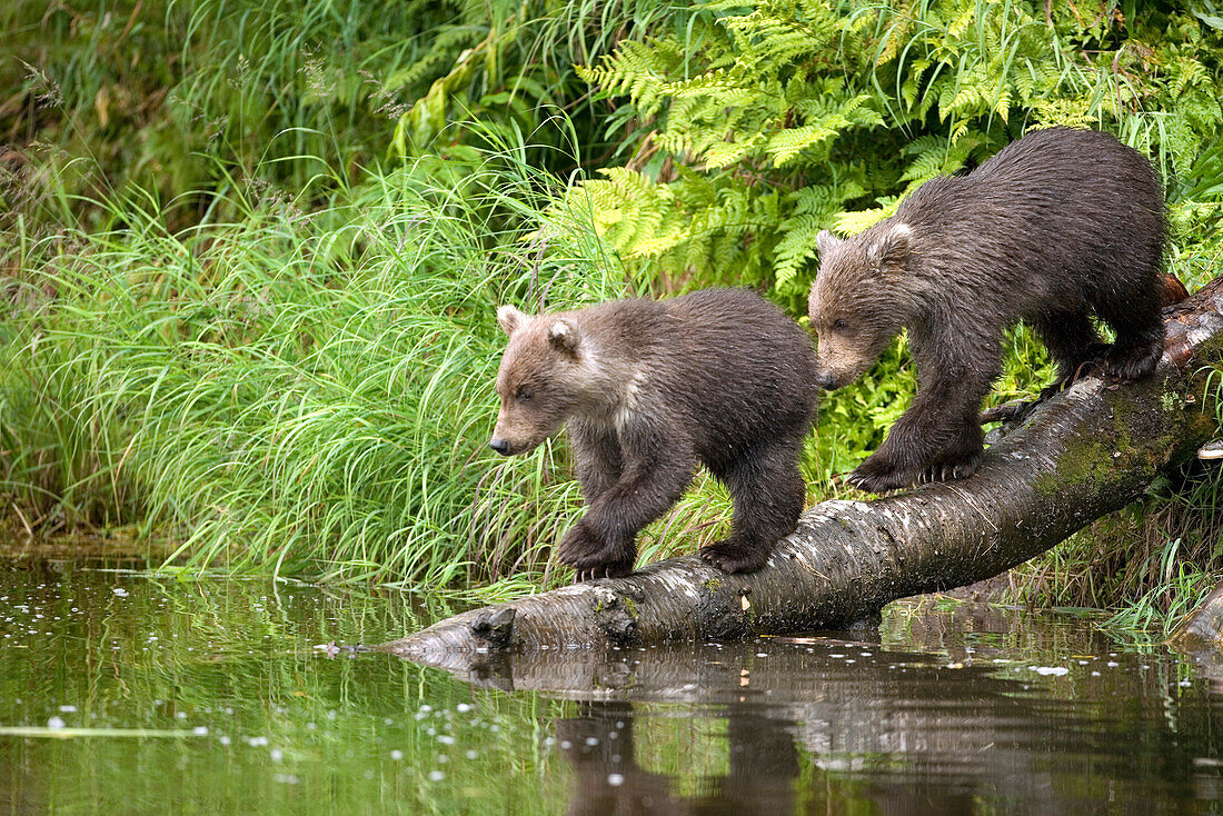 USA, Alaska, brown bear cubs walking down into the water, Redoubt Bay