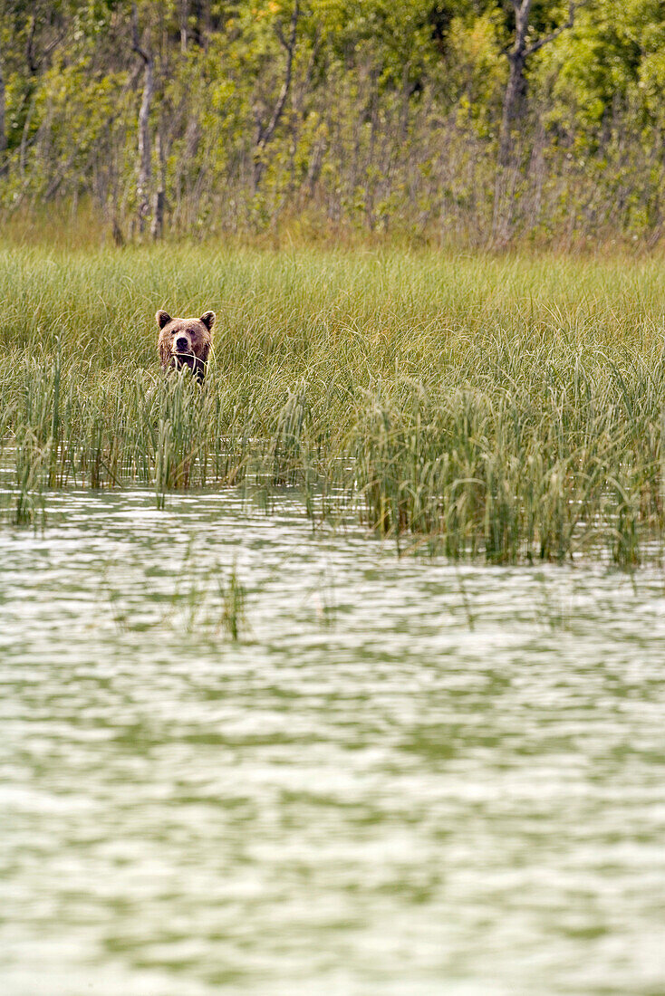 USA, Alaska, brown grizzly bear peering out of long grass, Redoubt Bay