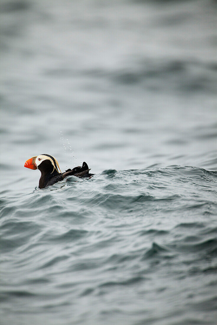 ALASKA, Sitka, a Puffin swims and dives for fish, Saint Lazaria island, Sitka Sound