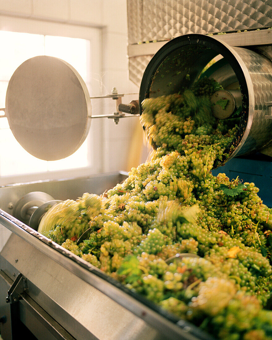 AUSTRIA, Morbisch, chardonnay grapes have their stems removed after being harvested, Burgenland