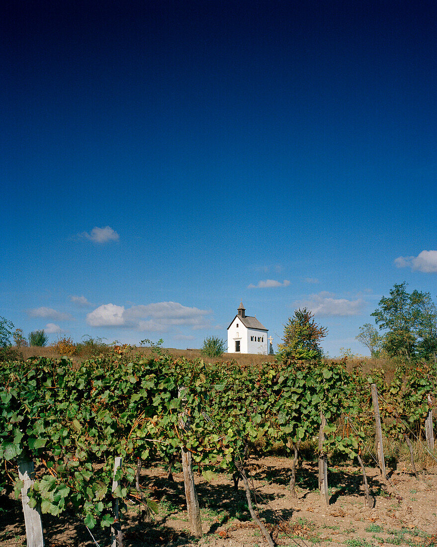 AUSTRIA, Oggau, a small chapel on a vineyard hilltop, Burgenland