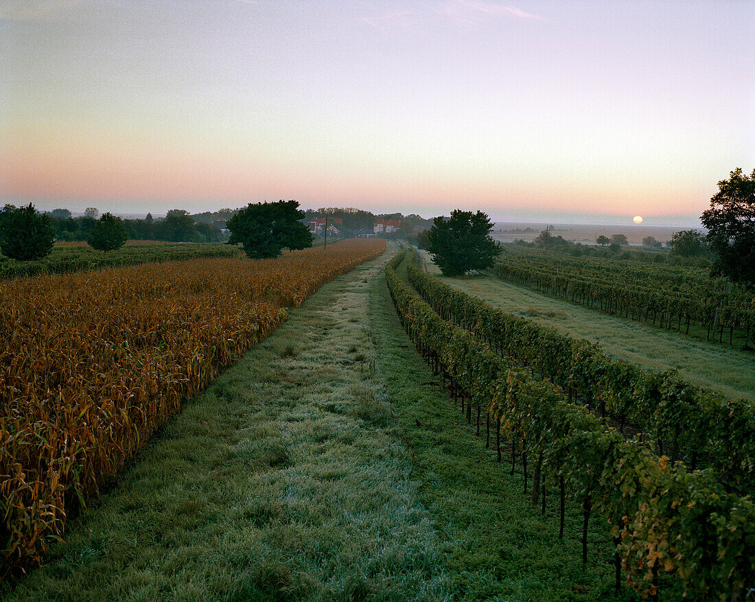 AUSTRIA, Oggau, corn and grape vines early in the morning, South of town, Burgenland