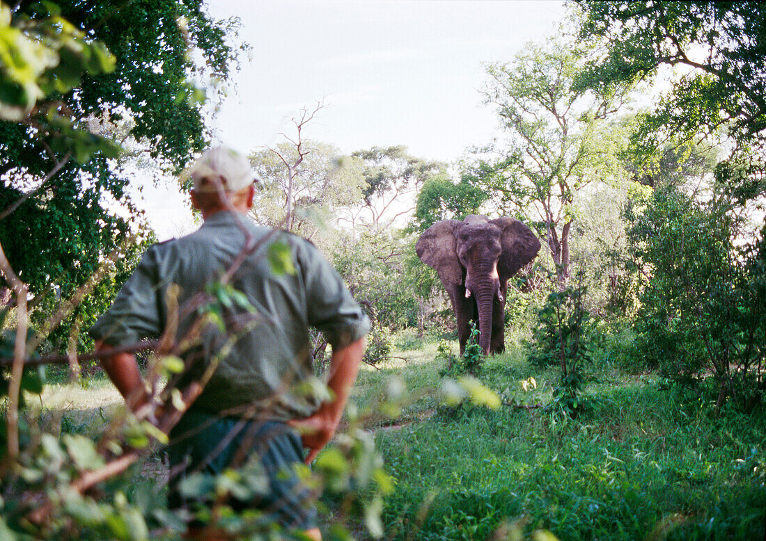 BOTSWANA, Africa, Chobe National Park and Game Reserve, Bull Elephant and Safari Guide