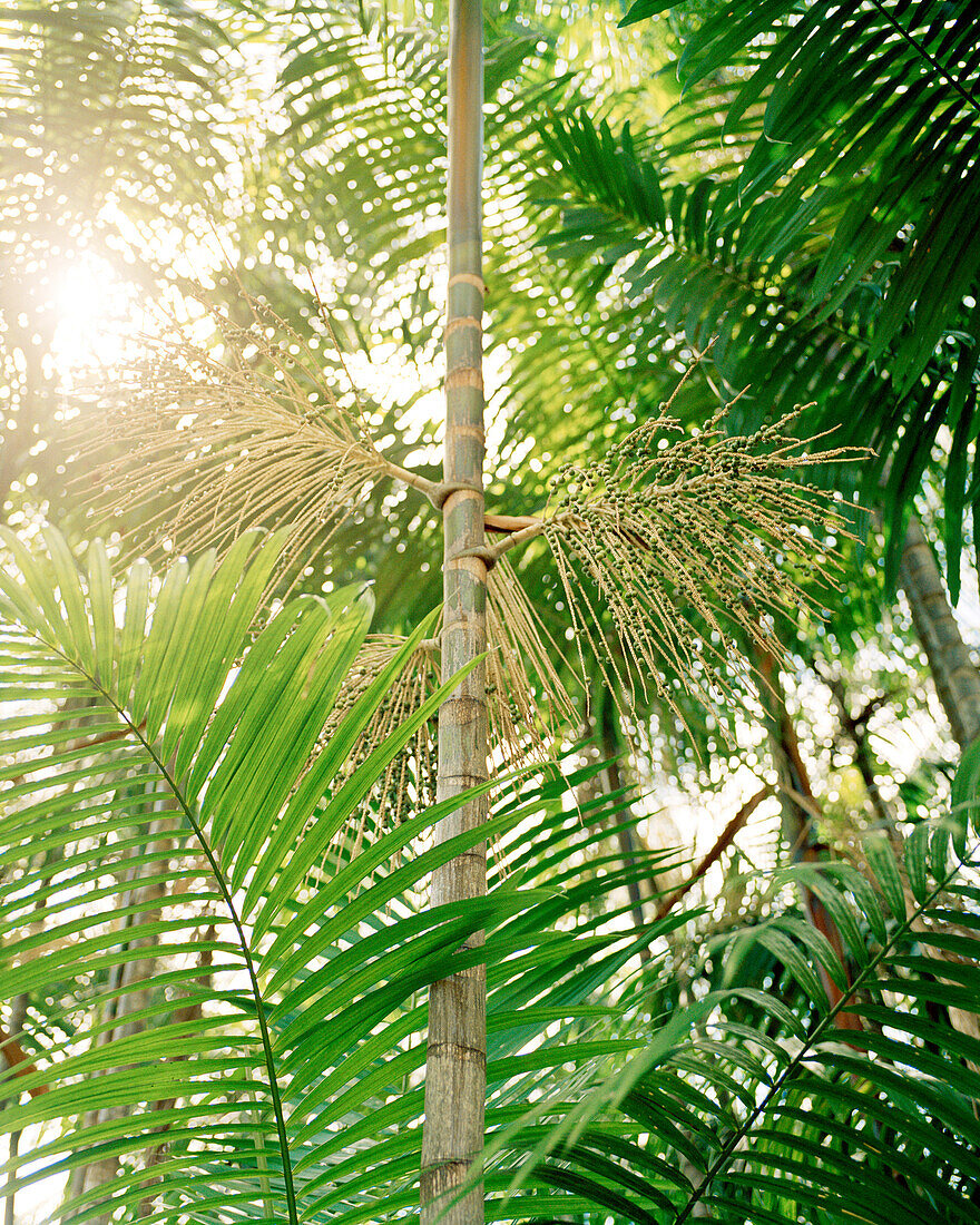 BRAZIL, Belem, South America, Acai Palms in rainforest, Boa Vista
