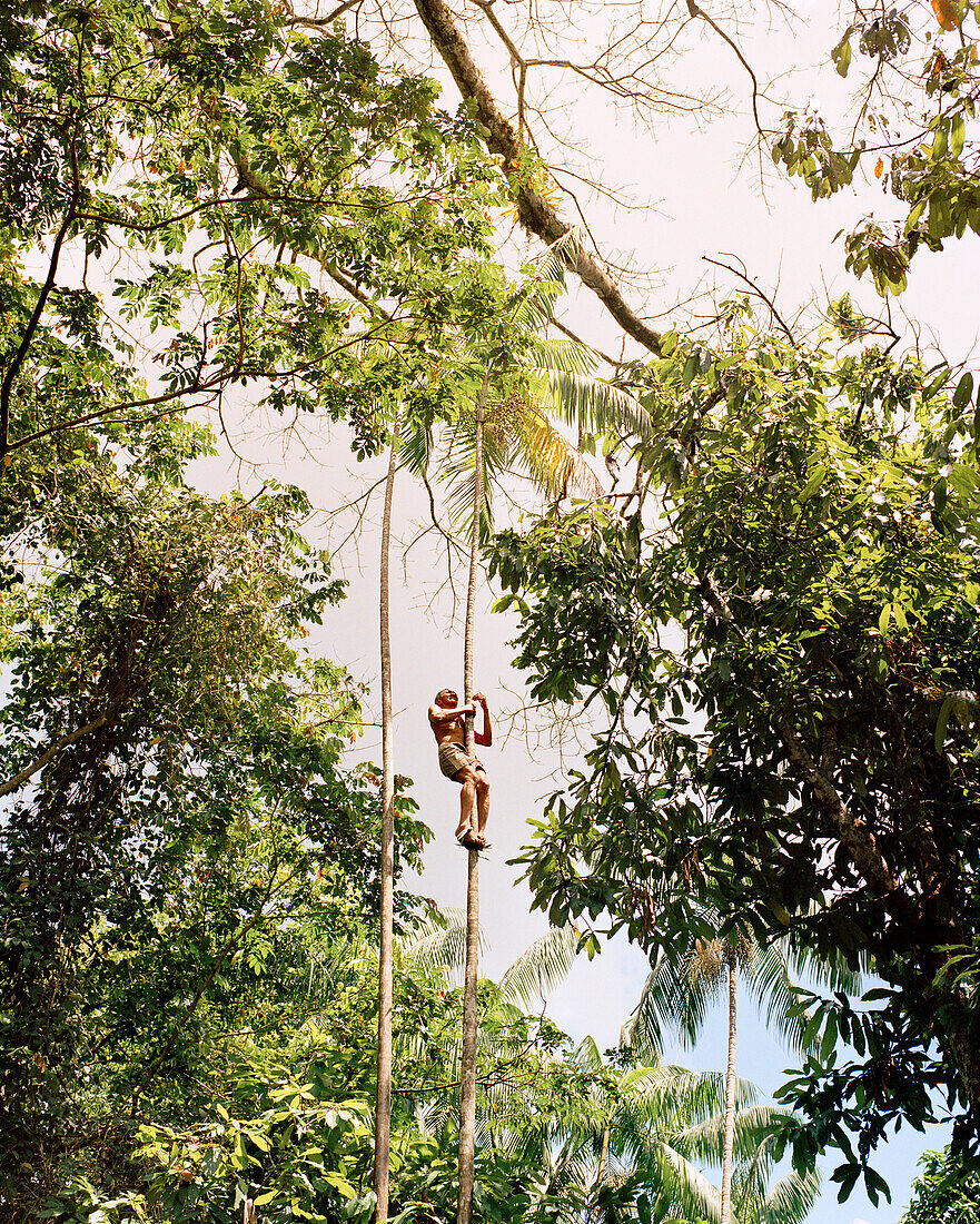 BRAZIL, Belem, South America, man climbing Acai Palm for berries, Boa Vista