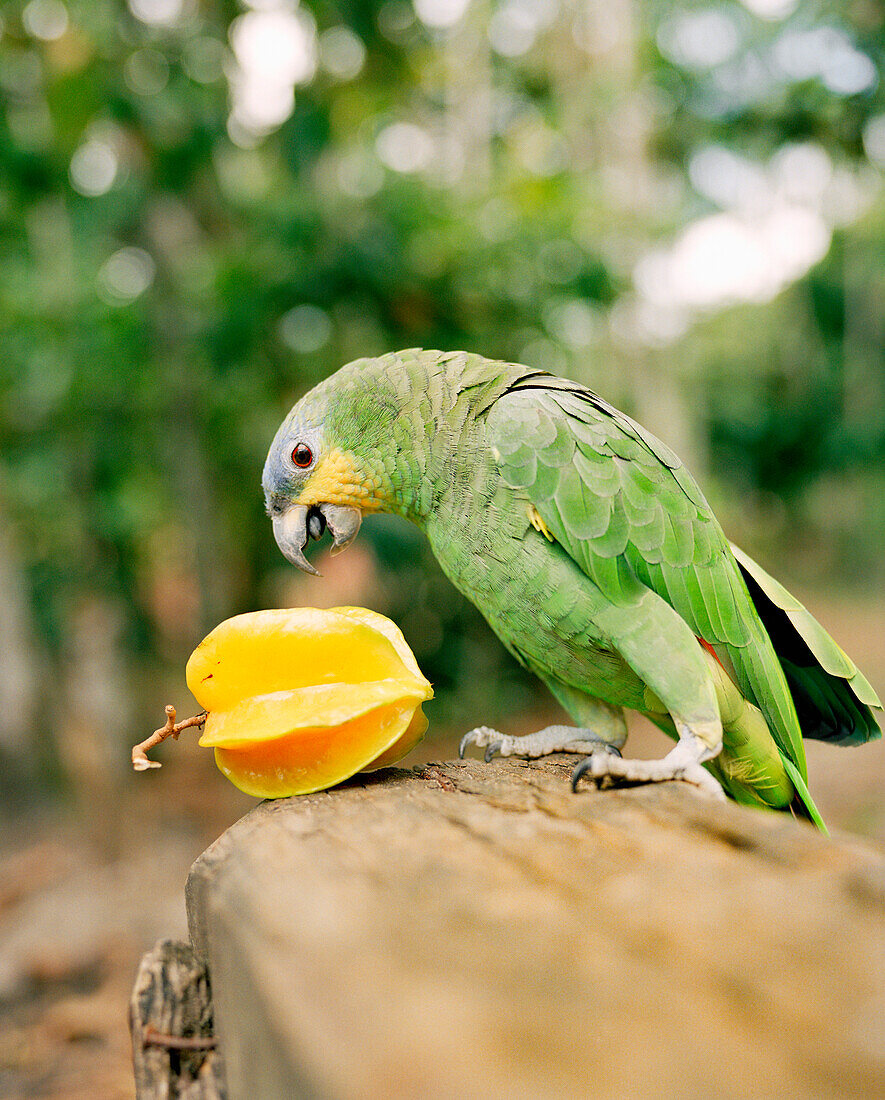 BRAZIL, Belem, South America, green parrot with star fruit, Carambola