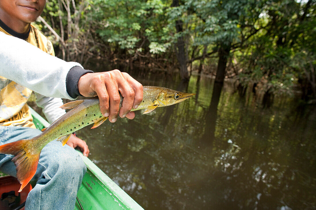 BRAZIL, Agua Boa, fishing guide holding a Picua fish, Agua Boa River and resort