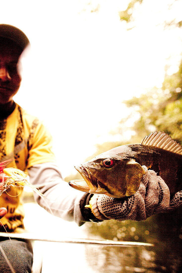 BRAZIL, Agua Boa, fishing guide holding a Peacock Bass, Agua Boa River and resort