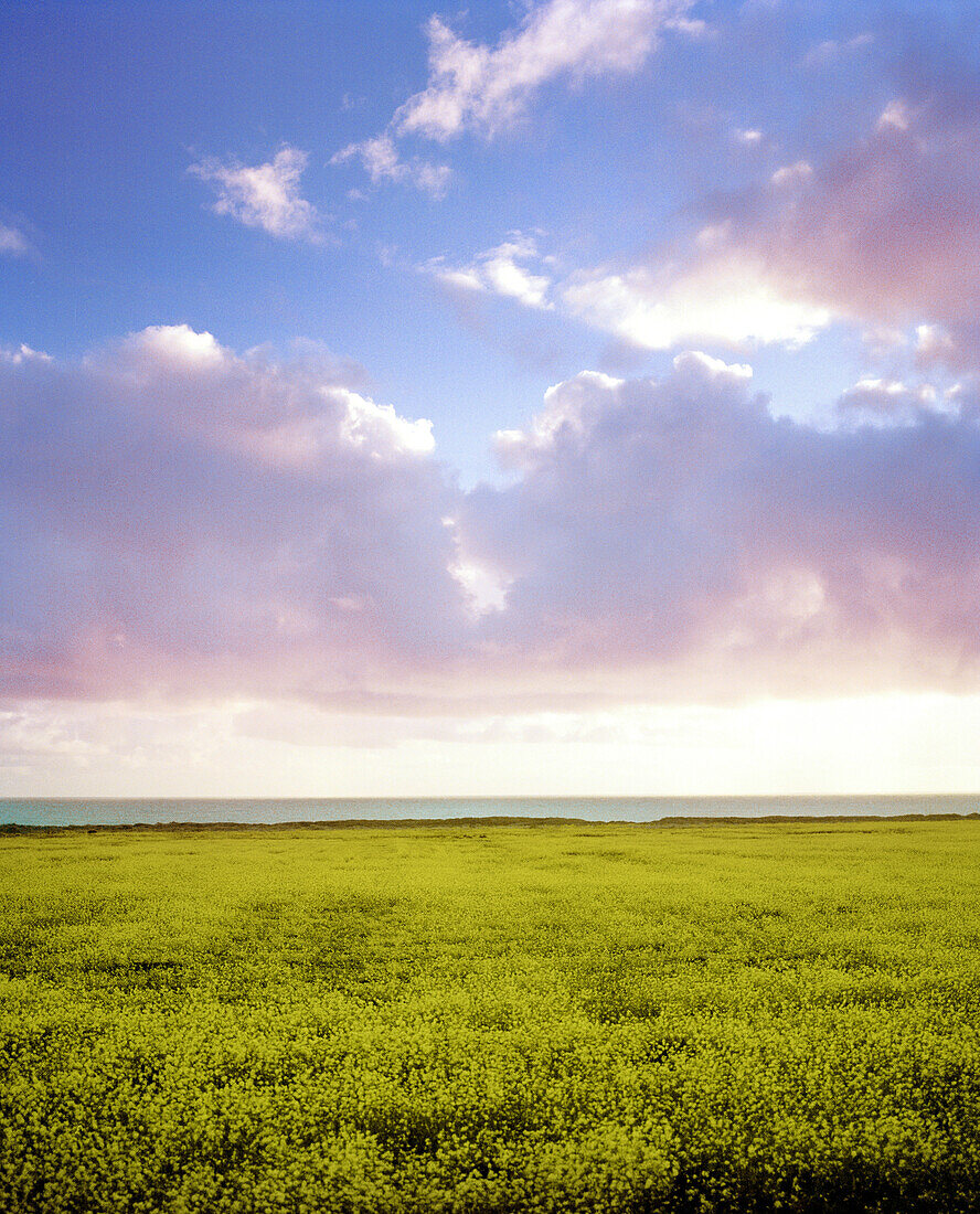 USA, California, mustard field against cloudy sky, Hwy 1