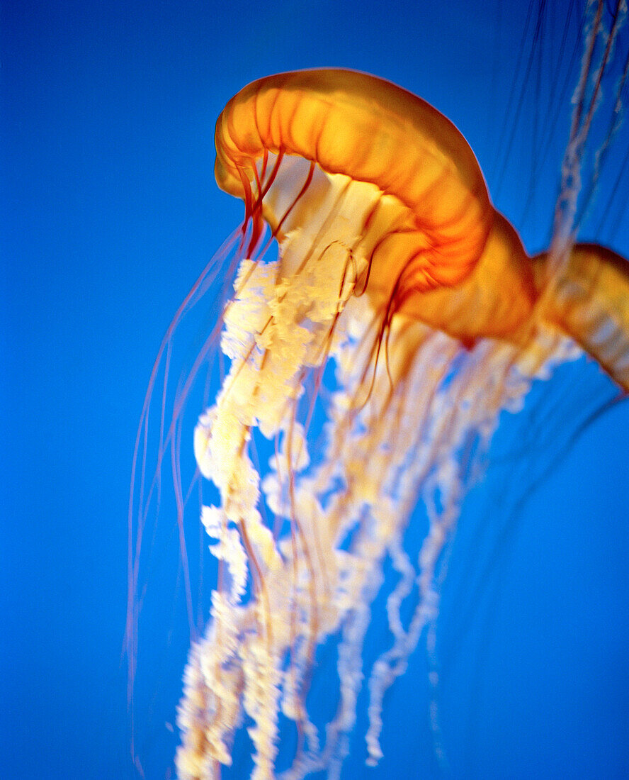 USA, Black Sea Nettle jellyfish, Monterey Bay