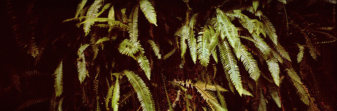 USA, California, ferns, Avenue of the Giants, Eureka