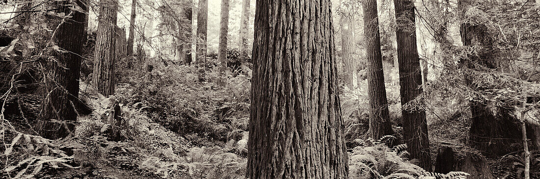 USA, California redwood trees, Avenue of the Giants, Eureka (B&W)