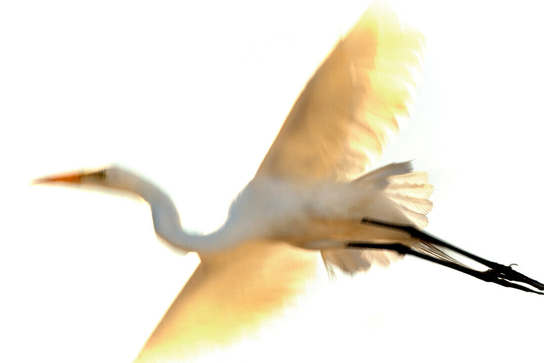 USA, California, snowy egret in flight, Richardson Bay, Tiburon