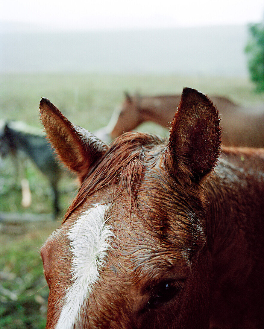 USA, California, close-up of a horse head in the rain, Hwy 1, Bolinas