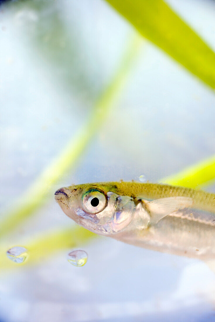 USA, California, close-up of fish and eel grass, Richardson Bay