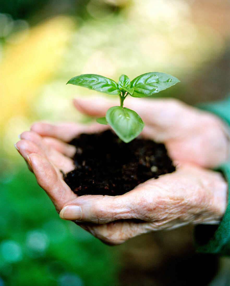USA, California, close-up of human hands holding seedling
