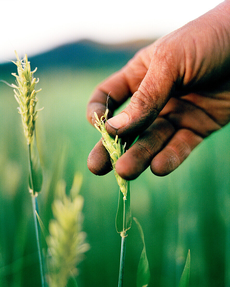 USA, California, close up of a human hand plucking grain in the field