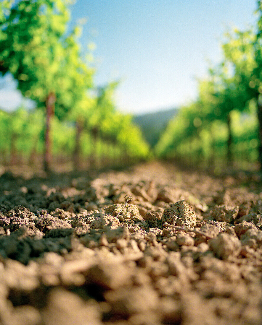 USA, California, row of vines at Spottswoode Vineyard, Napa