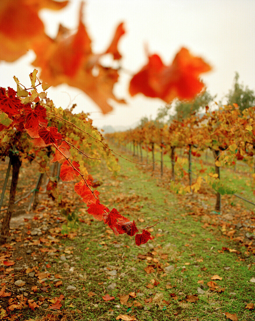 USA, California, vineyard in Fall, Calistoga