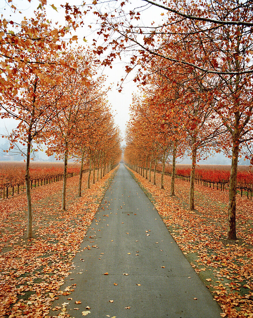 USA, California, the road to Beaulieu Vineyard in autumn season, Rutherford