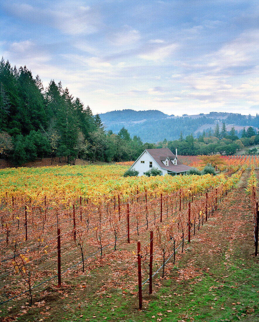 USA, California, scenic view of a Calistoga vineyard in the Napa Valley