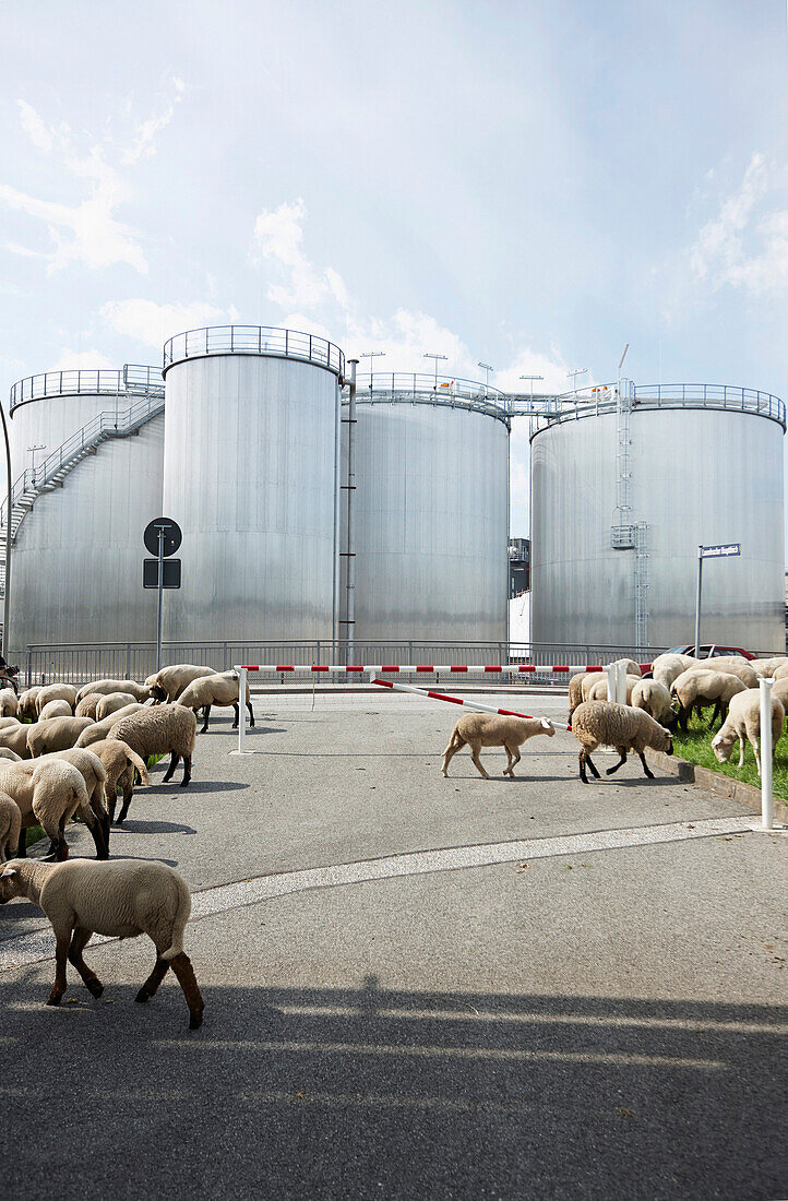 Shepherd with flock moving through the southern harbour area, main dike Lauenbruch, northern Harburg, Hamburg, Germany