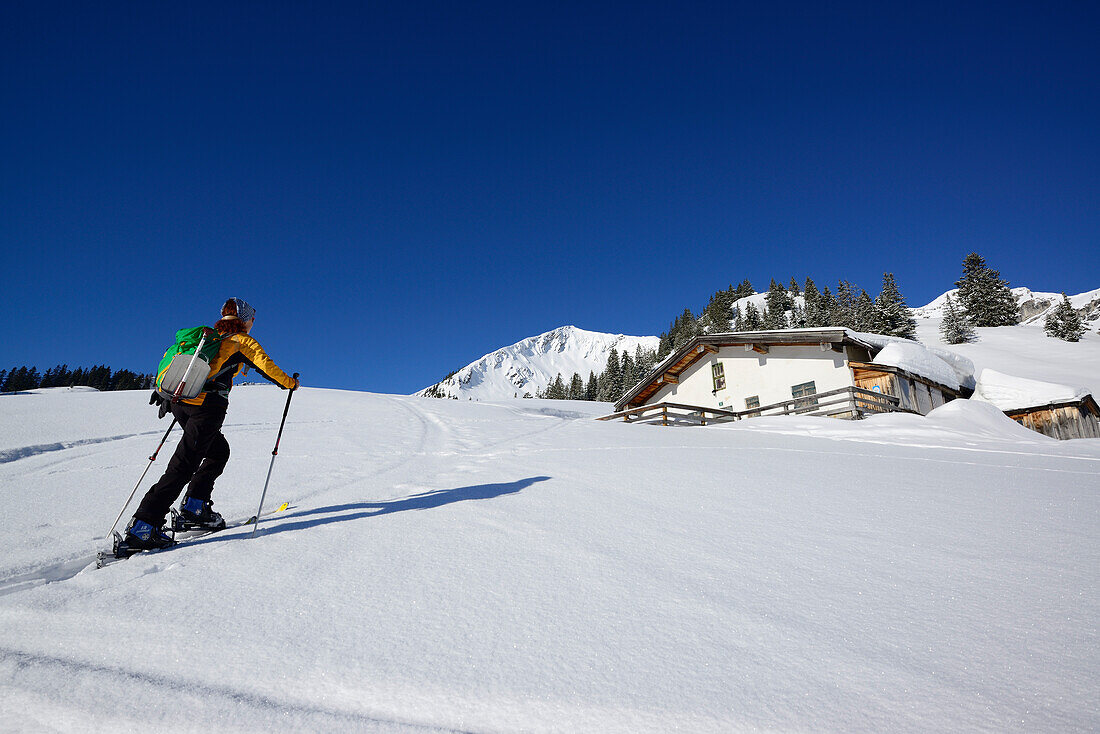 Skitourgeherin steigt zum Hinteren Sonnwendjoch auf, Mangfallgebirge, Bayerische Voralpen, Tirol, Österreich