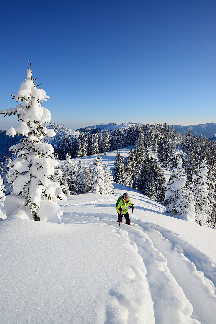 Female backcountry skier ascending to Teufelstaettkopf, Ammergau Alps, Upper Bavaria, Bavaria, Germany