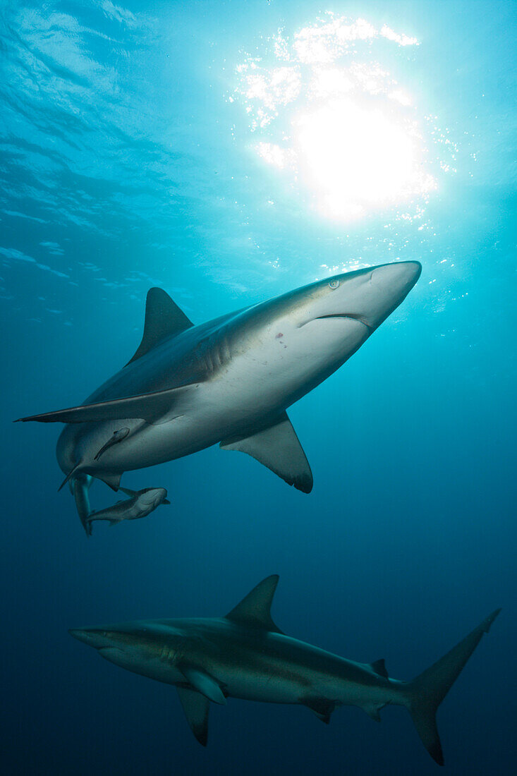 Schwarzspitzenhai, Carcharhinus limbatus, Aliwal Shoal, Indischer Ozean, Suedafrika