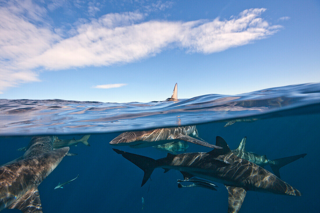Blacktip Sharks, Carcharhinus limbatus, Aliwal Shoal, Indian Ocean, South Africa
