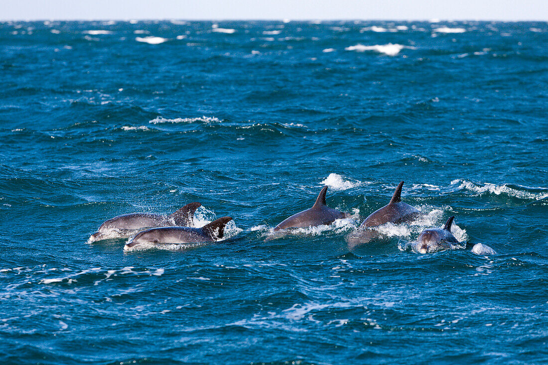 Common Dolphin, Delphinus capensis, Wild Coast, Eastern Cap, South Africa